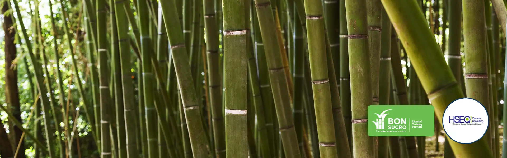 Estándar Bonsucro Clave para una Producción Sostenible de Caña de Azúcar